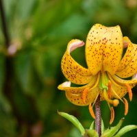 мартагон Golden Morning :: Vera_85916050 Lario