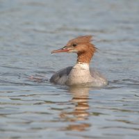 Крохаль. :: Солоненко Лидия 