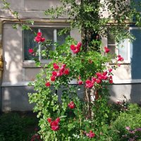 Цветы у дома :: Galina Solovova Цветы у дома :: Galina Solovova