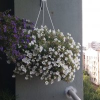 Цветы на балконе :: Galina Solovova