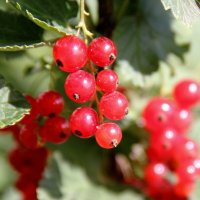 Красная смородина :: victor Lion