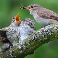 Осика кому!!! :: Ольга Митрофанова