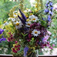 Полевые цветы. :: Венера Чуйкова Полевые цветы. :: Венера Чуйкова