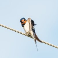 Ласточка заглядывает в нагрудный кармашек своего фрака :: Дарья Меркулова