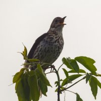 ** :: Виталий Емельянов