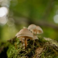 На пенёчке... :: Николай Гирш