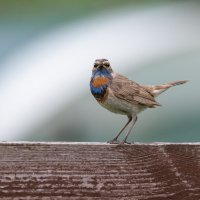 НАБЛЮДАТЕЛЬ :: Володька Завитушкин