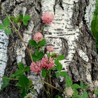 Природный натюрморт :: Мария Васильева