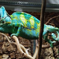 В зоопарке! :: Надежда В зоопарке! :: Надежда