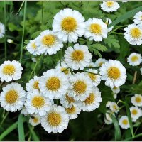 Цветы... :: Aquarius - Сергей