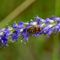 в последний день июня 11 :: Александр Прокудин в последний день июня 11 :: Александр Прокудин