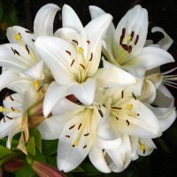 Лилии белые :: Наиля Лилии белые :: Наиля