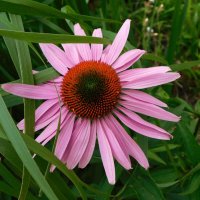 Эхинацея пурпурная :: Наиля Эхинацея пурпурная :: Наиля