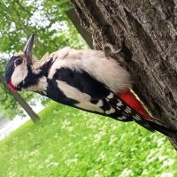 Дятел :: Сапсан 