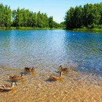 Смоленщина в июле. :: Милешкин Владимир Алексеевич Смоленщина в июле. :: Милешкин Владимир Алексеевич