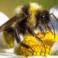 На цветке :: Андрей Пристяжнюк