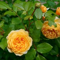 Летние розы :: Ольга 