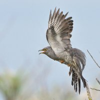 Кукуфурия :: Maxim Lanin