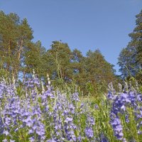 Неба синева :: Pippa Неба синева :: Pippa