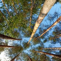 Неба синева :: Pippa 