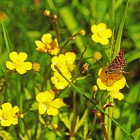 Июнь...Бабочка на цветке лютика едкого! :: Владимир 