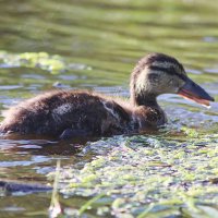 Отстал немного :: Любовь Сахарова