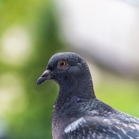 В профиль :: Валерий Иванович В профиль :: Валерий Иванович