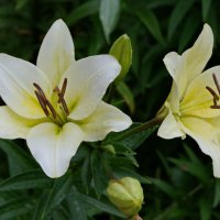 После дождя. :: сергей ермошкин После дождя. :: сергей ермошкин