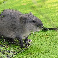 Малыш ондатры :: Лина 