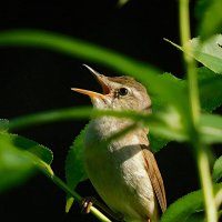 Камышовка :: Лина 