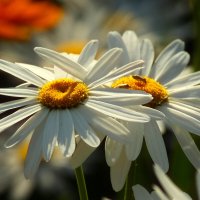 Доброе утро :: Юрий. Шмаков