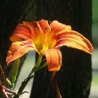 Солнечное настроение :: Natali 