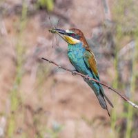 щурки. :: юрий макаров щурки. :: юрий макаров
