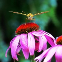 Эти глаза напротив ...^__^ :: Natali 