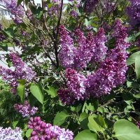 Сирень. :: Владимир Драгунский