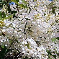 Сирень. :: Владимир Драгунский Сирень. :: Владимир Драгунский