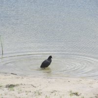 Усманка  Воронеж чудесная окраина :: Елена Шаламова