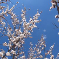 про май :: Елена Шаламова про май :: Елена Шаламова