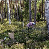 *** :: Aleksandr Gal