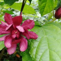 Каликант :: Рита Симонова