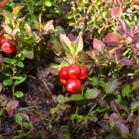 Ягодки :: Ольга 