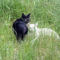 Инь и Янь :: Зоя Мишина