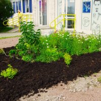 "Ромашки спрятались...", НЕТ не спрятались, наоборот ! :: Юрий Куликов