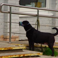 Первый раз увидел собаку в наморднике (сидя дома - не удивительно) :) :: Юрий Куликов