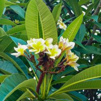 Плюмерия. :: Argaman Табашник