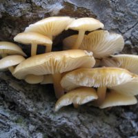 Грибочки ) :: Anna Ivanova