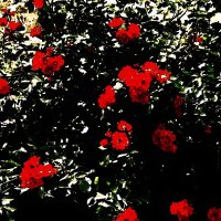 Летние этюды 52 :: Алексей Кузнецов