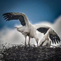 Семья аистов :: Андрей Шейко