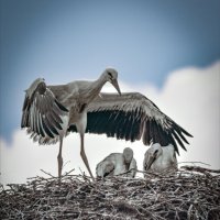 Семья аистов :: Андрей Шейко