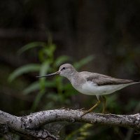 Кулик :: alex graf